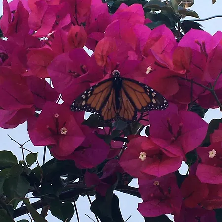 Agua E Sal - Seafront House, With Garden And Independent Suite. *