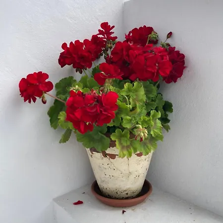 Agua E Sal - Seafront House, With Garden And Independent Suite. *