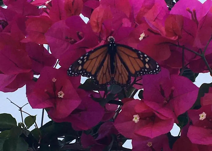 Agua E Sal - Seafront House, With Garden And Independent Suite. *