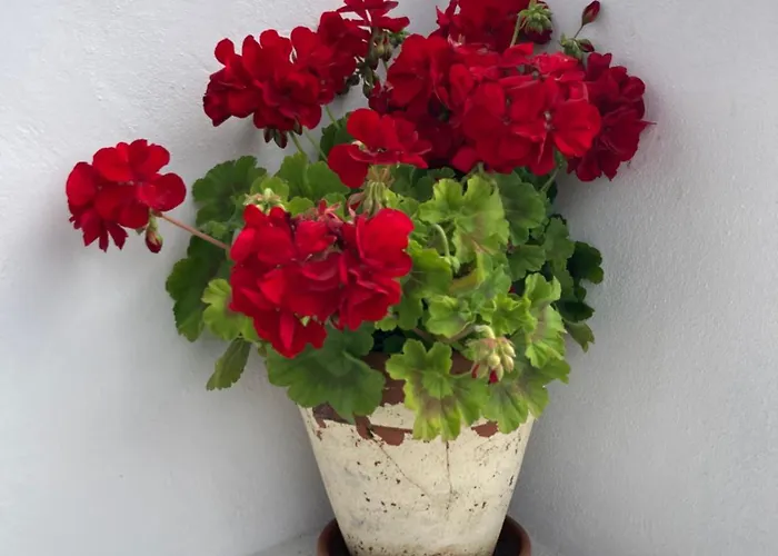 Agua E Sal - Seafront House, With Garden And Independent Suite. *